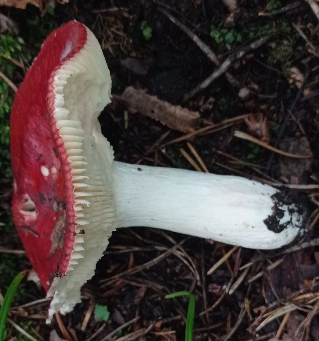 Russula sp.